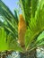 Evergreen plant Cycas rumphii cone. Studio Photo