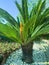 Evergreen plant Cycas rumphii cone. Studio Photo