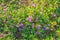 An evergreen plant, Purple Trailing Lantana in bloom