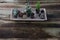 Evergreen plants and cactus in wooden tray on genuine table