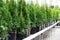 evergreen plants in pots a long series on the shelves in stores for planting in the ground