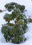 Evergreen rhododendron bud with leavesin spring garden, snow covered