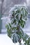 Evergreen rhododendron bud with leavesin spring garden, snow covered