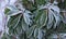 Evergreen rhododendron bud with leavesin spring garden, snow covered