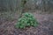 Evergreen Rhododendron at the edge of the forest in January. Rhododendron is a very large genus of woody plants. Berlin, Germany