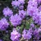 The evergreen Rhododendron hybrid Haaga has fully opened its bright pink flowers