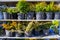 Evergreen saplings of juniper and thuja in pots stand on shelves in the market or in garden illuminated by golden