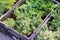 Evergreen seedlings in black plastic boxes. Farmers and gardeners fair. View from above at an angle