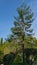 Evergreen Sequoia sempervirens Coast Redwood Tree on blue sky background in autumn park