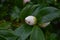 Evergreen Shrub with Budding White Camellia Blossom