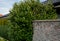 An evergreen shrub in front of a fence of
