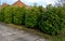 An evergreen shrub in front of a fence of light wood planks