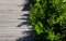 An evergreen shrub in front of a fence of light wood planks will improve the opacity of the street