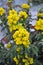 Evergreen shrub Mahonia aquifolium