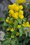 Evergreen shrub Mahonia aquifolium