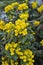 Evergreen shrub Mahonia aquifolium
