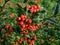 Evergreen shrub Orange cotoneaster branches full of ripe fruits