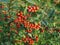 Evergreen shrub Orange cotoneaster branches full of ripe fruits