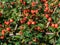 Evergreen shrub with small, glossy, dark green leaves and bright red fruits of bearberry cotoneaster Cotoneaster dammeri