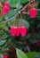 Evergreen shrub with stunning, bright red, unusually light pink flowers in spring and summer.Chili lantern tree