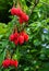 Evergreen shrub with stunning, bright red, unusually light pink flowers in spring and summer.Chili lantern tree