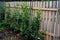 Evergreen shrubs in combination with wooden fencing fit into any garden also create a feeling of privacy in the parking lot next t