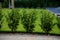 Evergreen shrubs in combination with wooden fencing fit into any garden also create a feeling of privacy in the parking lot next t