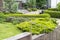 Evergreen shrubs in landscaping next to steps and rails