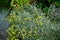 An evergreen with silvery foliage, Santolina chamaecyparissus has yellow flowers in June. Berlin, Germany