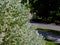 Evergreen silvery green dense creeper plant foliage on urban street with blurry background