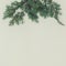 Evergreen sprigs of green juniper
