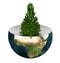 Evergreen spruce on earth