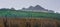 Evergreen spruce forest and spectacular rocky mountains in the background