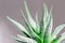 Evergreen succulent haworthia close up on monochrome background. Natural aloe plant