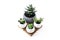 Evergreen succulents and a cactus in keraic pots on a wooden podium on a white background with a copy of the space