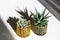 Evergreen succulents in glass pots on white table. Home plants cactus in small flowerpots