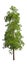 Evergreen tall coniferous pine tree on a white insulating background