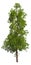 Evergreen tall coniferous pine tree on a white insulating background on high resolution. 3D stock illustration