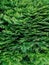 Evergreen thuja background pattern