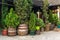 Evergreen thuja and cypress trees in tubs