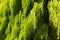 Evergreen thuja foliage background