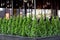 Evergreen thuja plant in dark flowerpots.