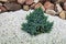 Evergreen tiny thuja tree planted in the soiled covered with decorative pebbles.
