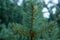 Evergreen tree. Branch of pine