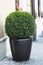 Evergreen tree Buxus sempervirens in pot