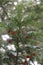 Evergreen tree close up. Yew tree. Green natural pattern. Taxus baccata. Red yew tree.