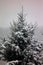 An evergreen tree covered in snow during a snowstorm in the winter in Wisconsin