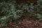Evergreen tree with decorative bark in garden. Mulching concept. Coniferous trees woth wooden sawdust. Twig with needles.