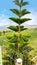 evergreen tree growing on the mountainside