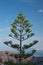 Evergreen tree on Imerovigli Santorini Island greece